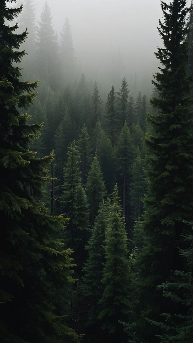 Windsor Pine (New Release)